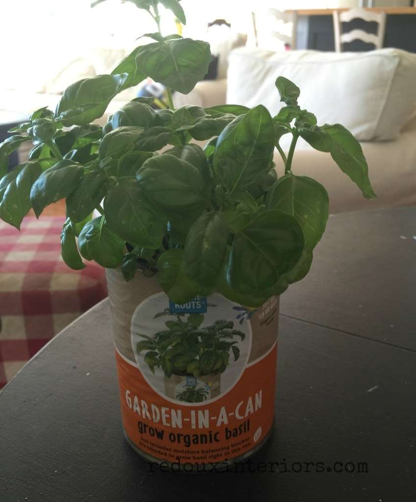 basil in a can redouxinteriors