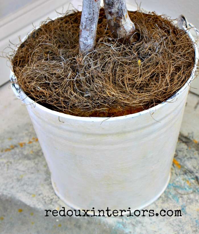 Ficus Tree bucket cece metallic wax redouxinteriors